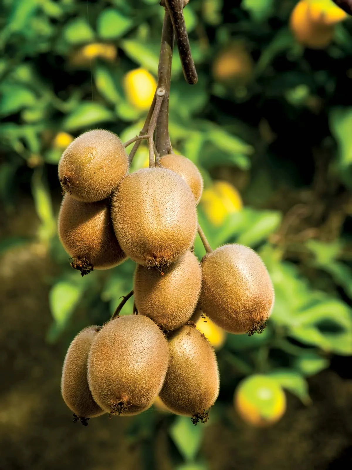 Kiwi fruit plant seeds