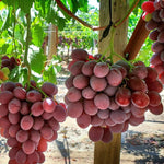 Beautiful cluster of Vitis vinifera grapes, high-yield fruit harvest