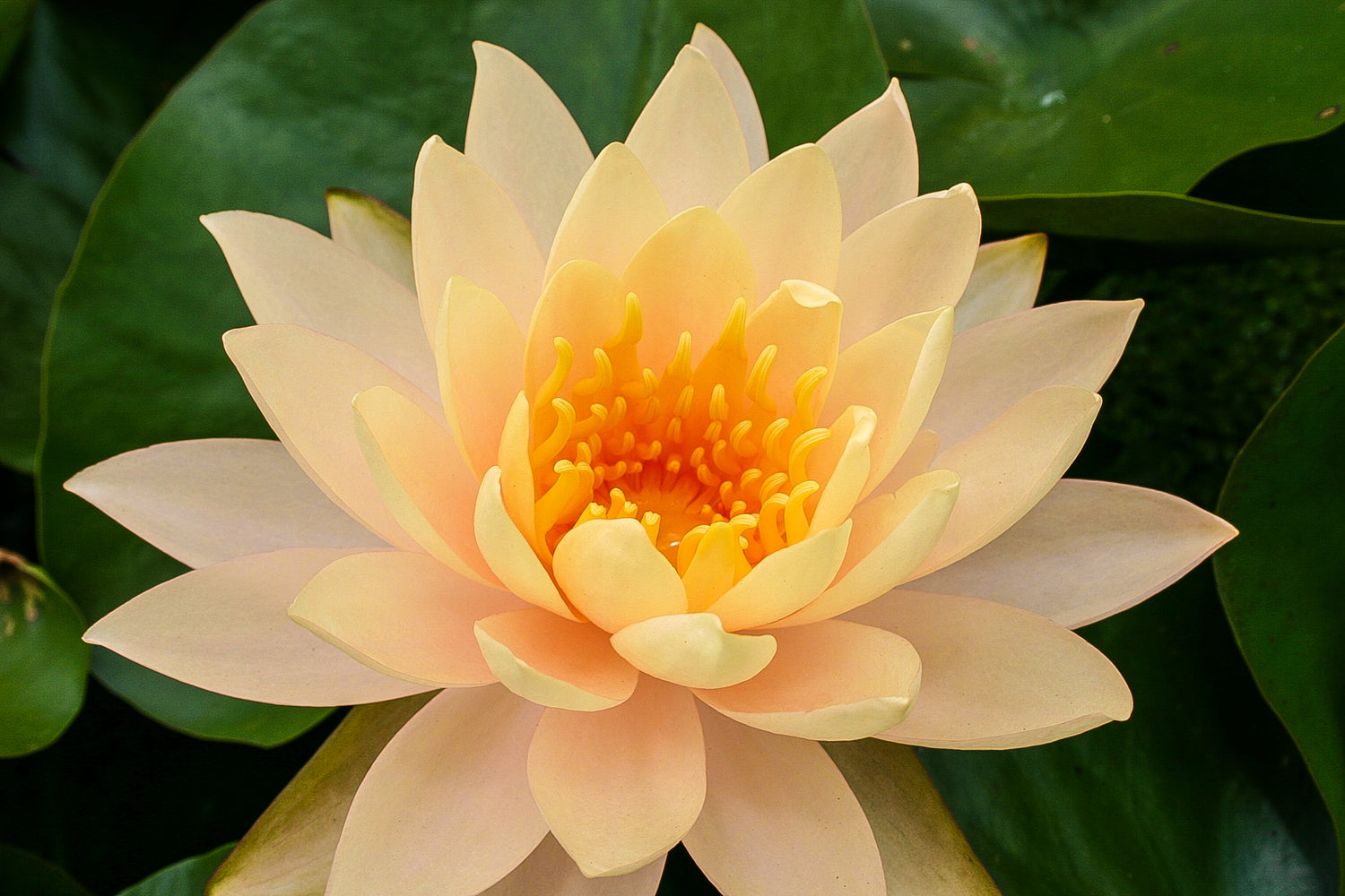 Nymphaea 'Clyde Ikins'