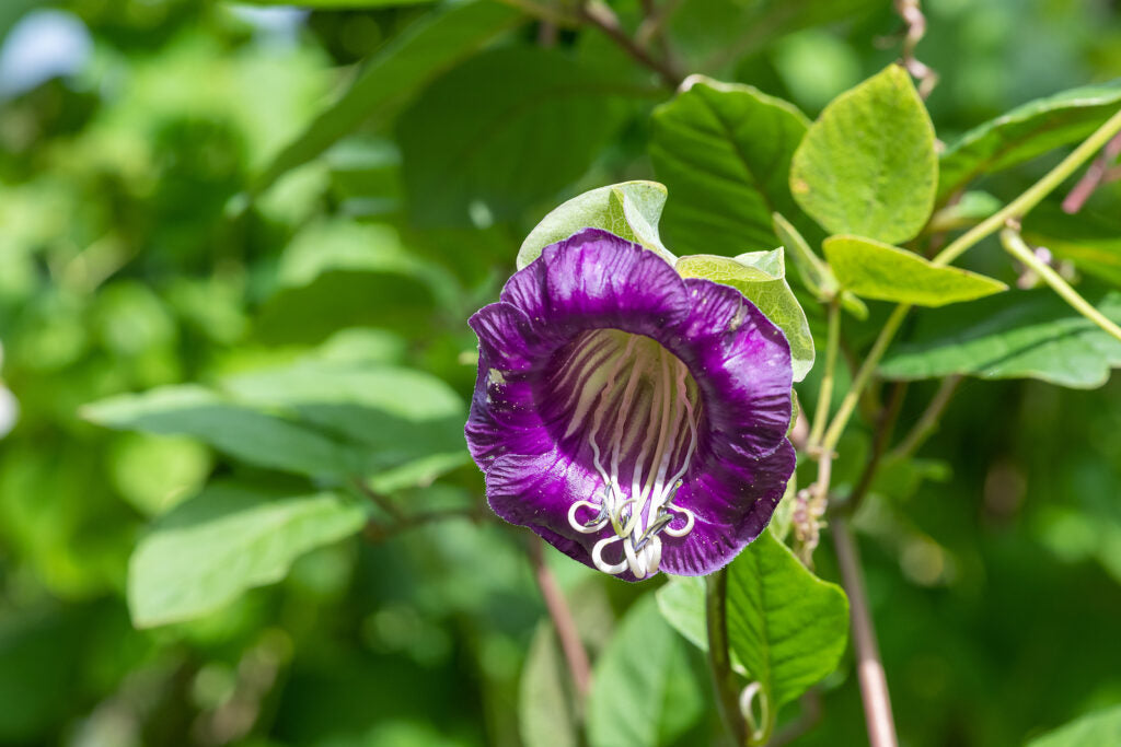 Cobaea Scandens Climbing Flower Seeds for Easy DIY Trellis and Balcony Planting