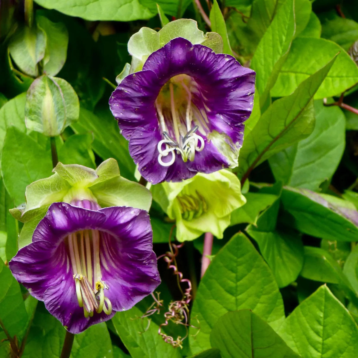 Cobaea Scandens Climbing Flower Seeds for Easy DIY Trellis and Balcony Planting
