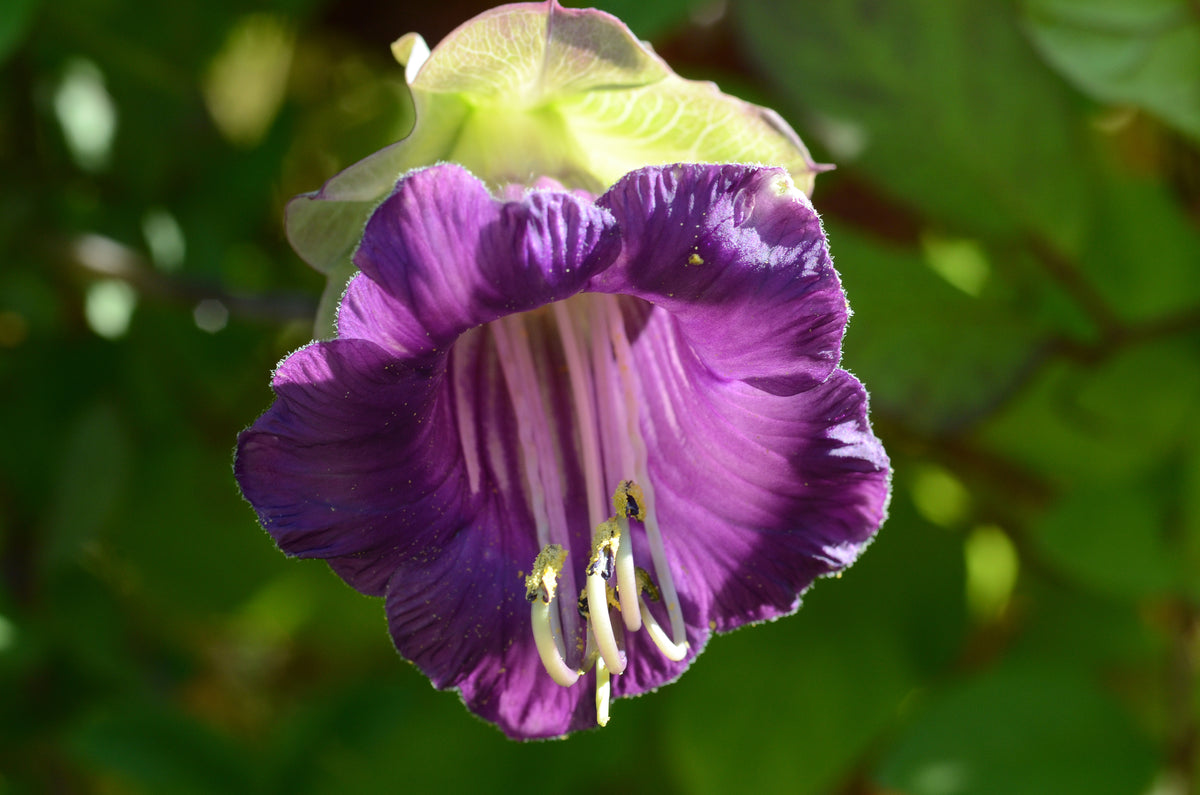 COBAEA SCANDENS Seeds Cathedral Bells shipping – Heirloom, Non-GMO, High Germination Organic Garden Seeds