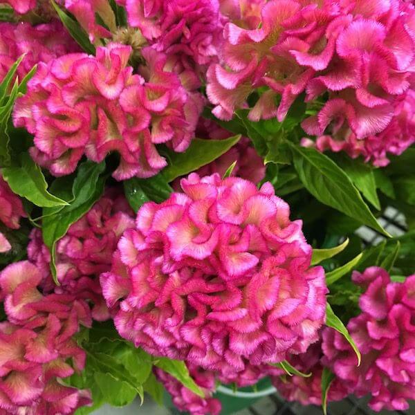 Kurume Rose Cockscomb Celosia Flower Seeds for Summer Gardens