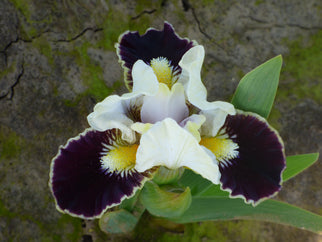 Coconino Dwarf Iris