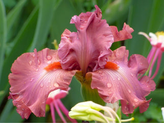 Code Red Tall Bearded Iris