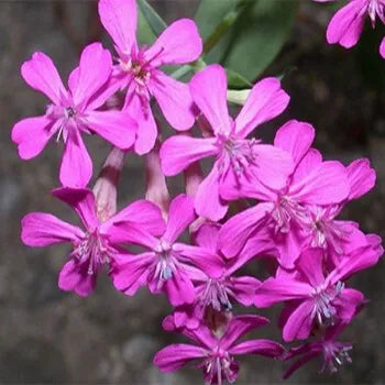 Cold Resistant, Decorative Flower, Flowering Dense Annual Herb Silene Flower heirloom non-gmo organic garden seeds