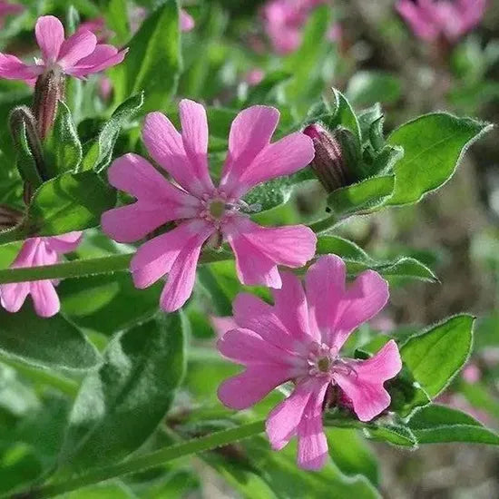 Cold Resistant, Decorative Flower, Flowering Dense Annual Herb Silene Flower – Heirloom, Non-GMO, High Germination Organic Garden Seeds