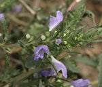 Cold Resistant Drought Tolerance Hyssop For Sowing heirloom non-gmo organic garden seeds