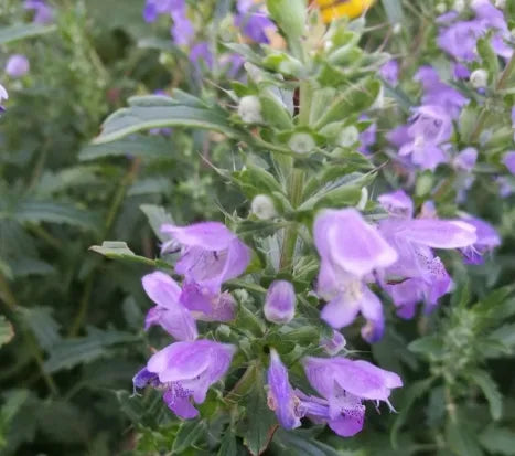 Cold Resistant Drought Tolerance Hyssop For Sowing – Heirloom, Non-GMO, High Germination Organic Garden Seeds