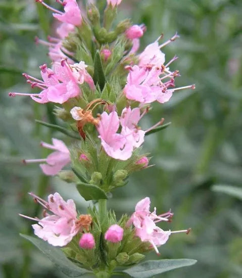 Cold Resistant Perennial Herb Hyssop For Sowing heirloom non-gmo organic garden seeds