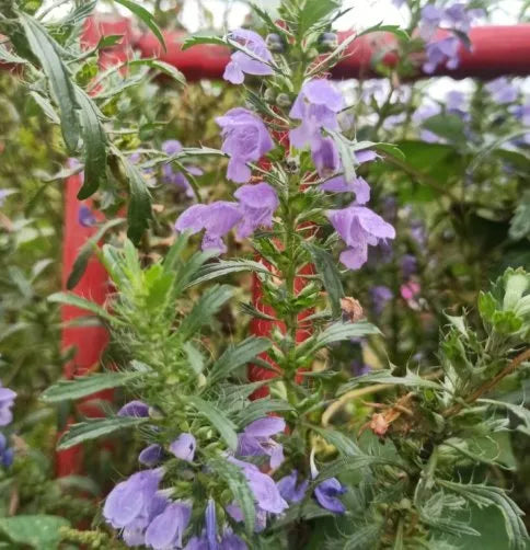 Cold Resistant Perennial Herb Hyssop For Sowing – Heirloom, Non-GMO, High Germination Organic Garden Seeds