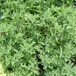 Cold Resistant Trigonella Foenum Anther Edible Dual Purpose heirloom non-gmo organic garden seeds