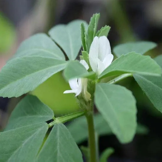 Cold Resistant Trigonella Foenum Anther Edible Dual Purpose – Heirloom, Non-GMO, High Germination Organic Garden Seeds