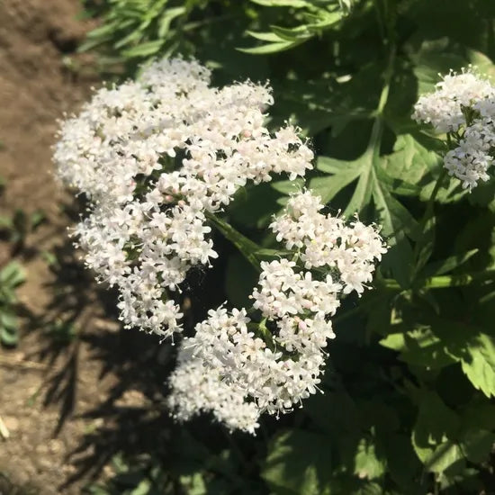 Cold Resistant Valeriana Officinalis – Heirloom, Non-GMO, High Germination Organic Garden Seeds
