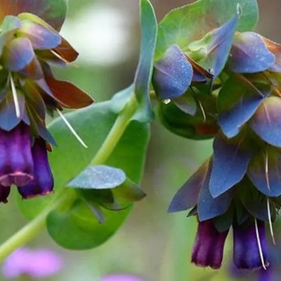 Cold Resistant, Xeriscaping Candidate, Long Lasting Foliage Cerinthe Major L Cut Flower – Heirloom, Non-GMO, High Germination Organic Garden Seeds