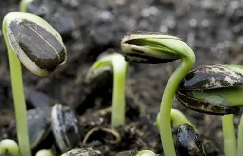 Cold Resistant And Drought Resistant Good Commercial Quality Sunflower – Heirloom, Non-GMO, High Germination Organic Garden Seeds