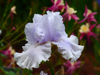 Cold As Ice Tall Bearded Iris