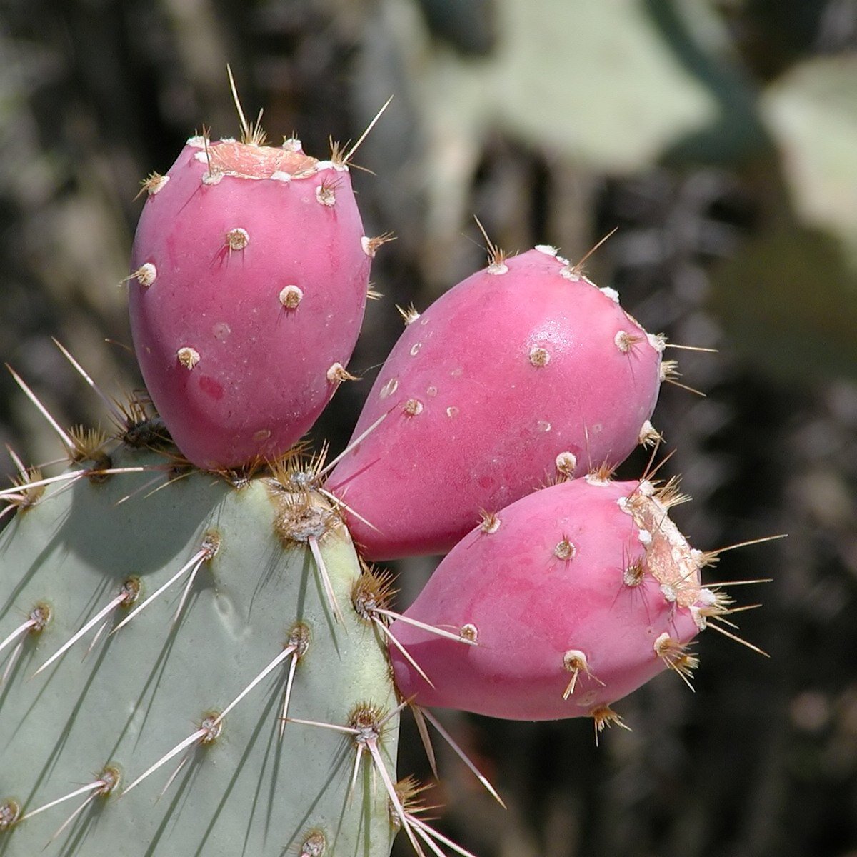 Cold-hardy Prickly Pear Cactus integrated into a rocky, desert landscape design.