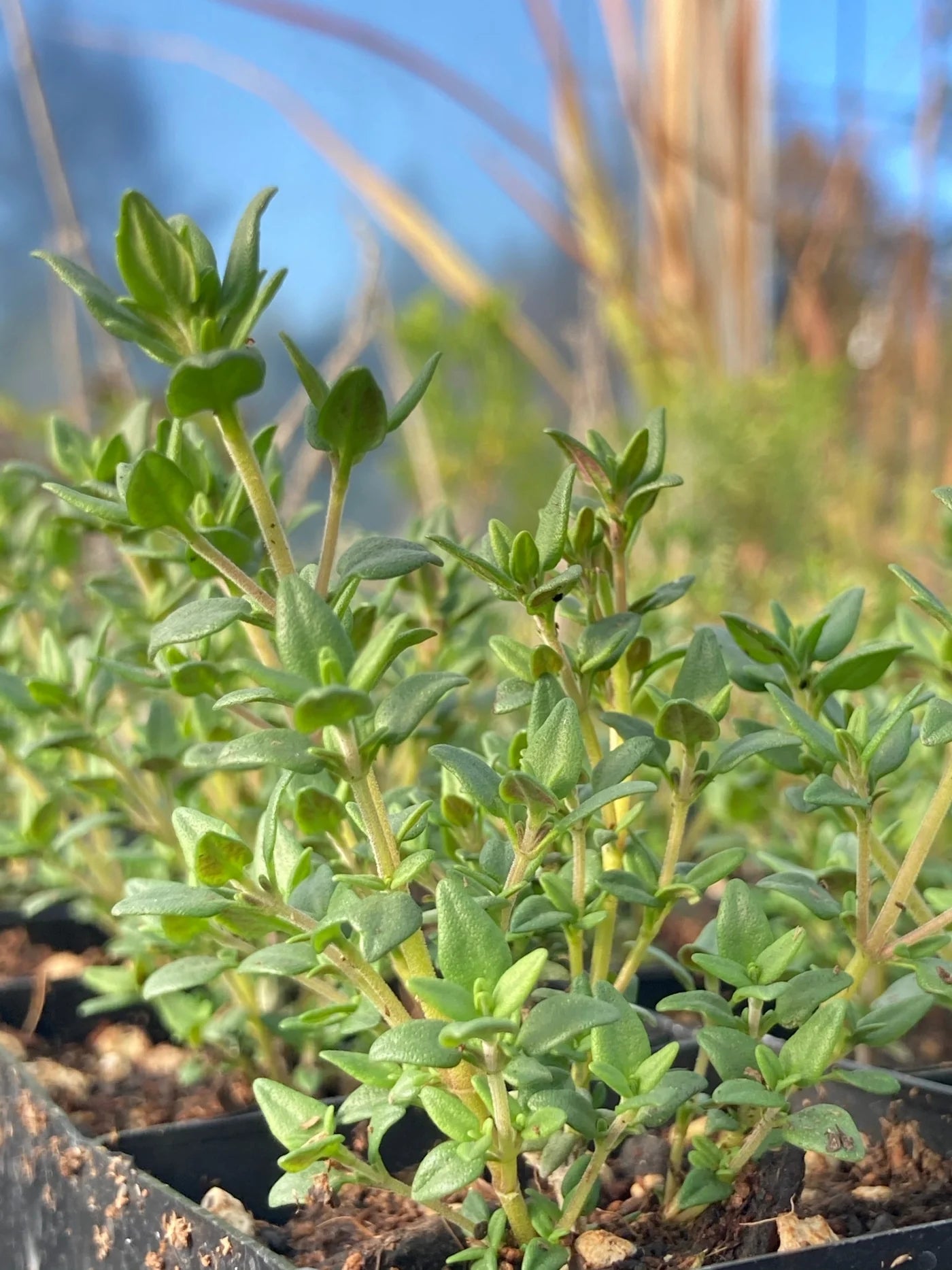 Close-up of the tiny, aromatic leaves of a cold-hardy Winter Thyme plant.