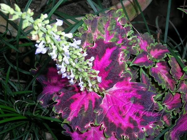 Coleus Plectranthus Scutellarioides Flower Seeds for Planting