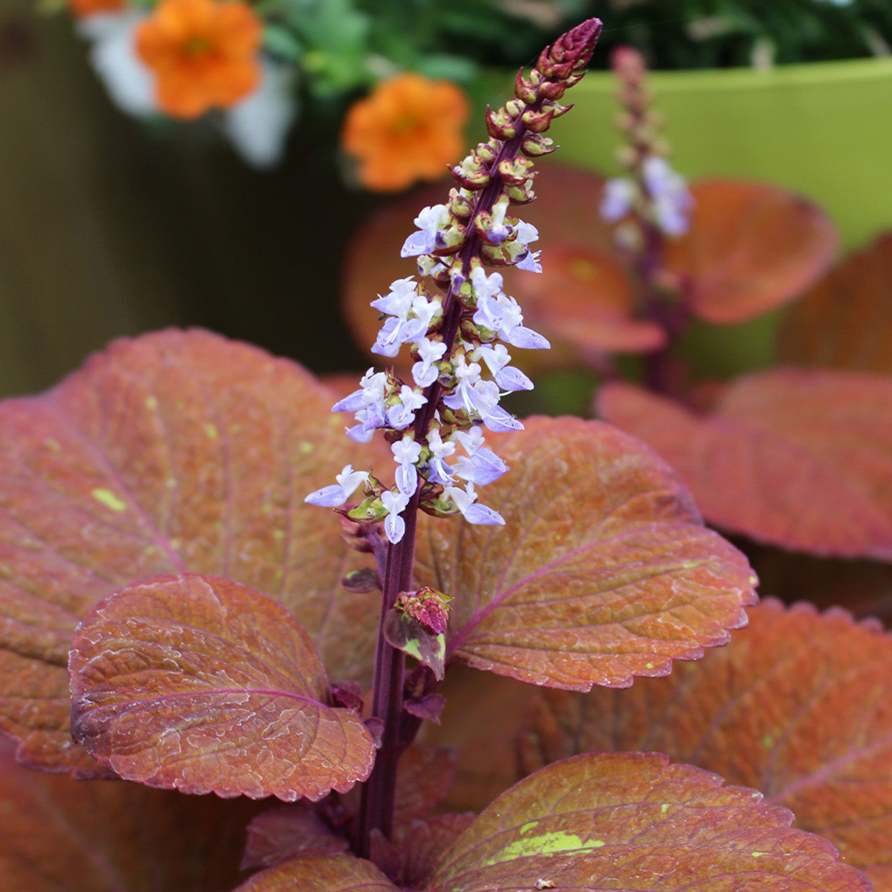 Coleus Campfire Seeds