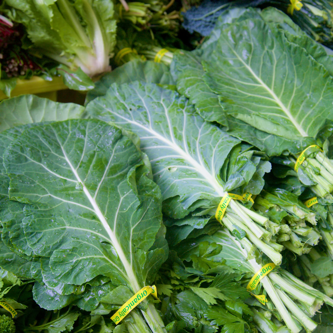 VATES Collards Seeds for Planting - heirloom & Non-GMO Seeds