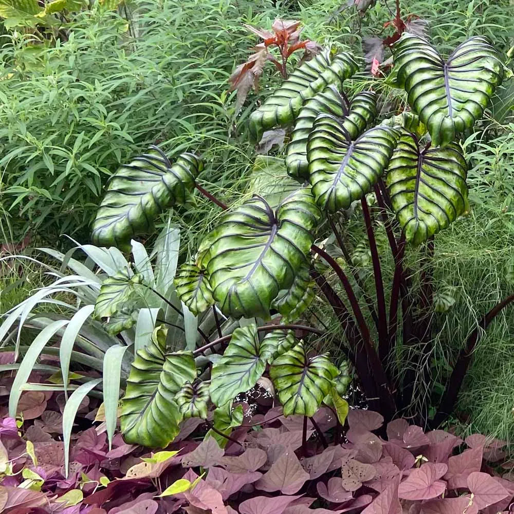 Elephant Ear Seeds - Pharoah's Mask