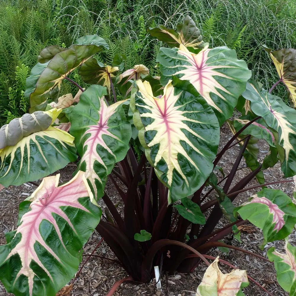 Elephant Ear Seeds - Waikiki