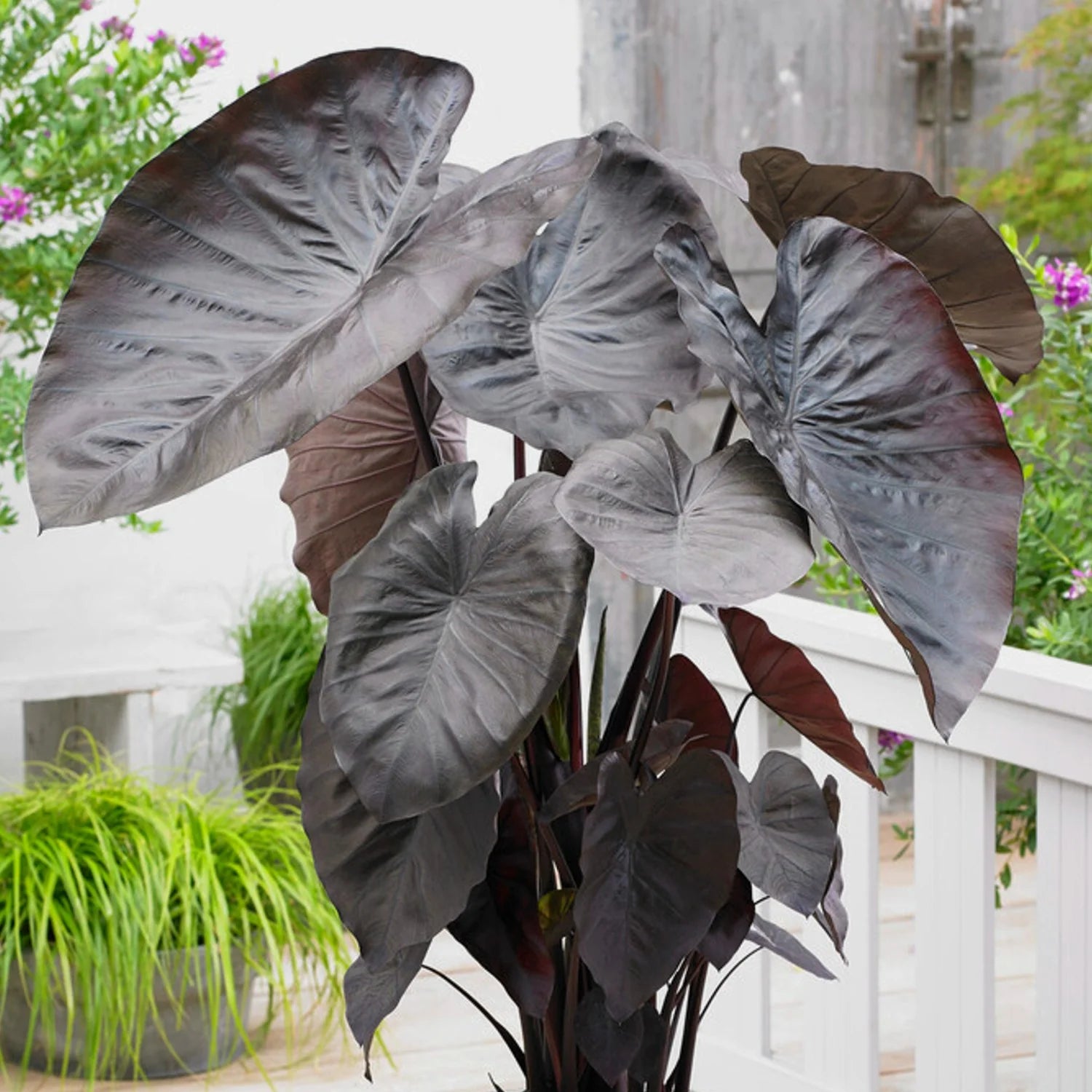 Elephant Ear Seeds - Jumbo Diamond Head