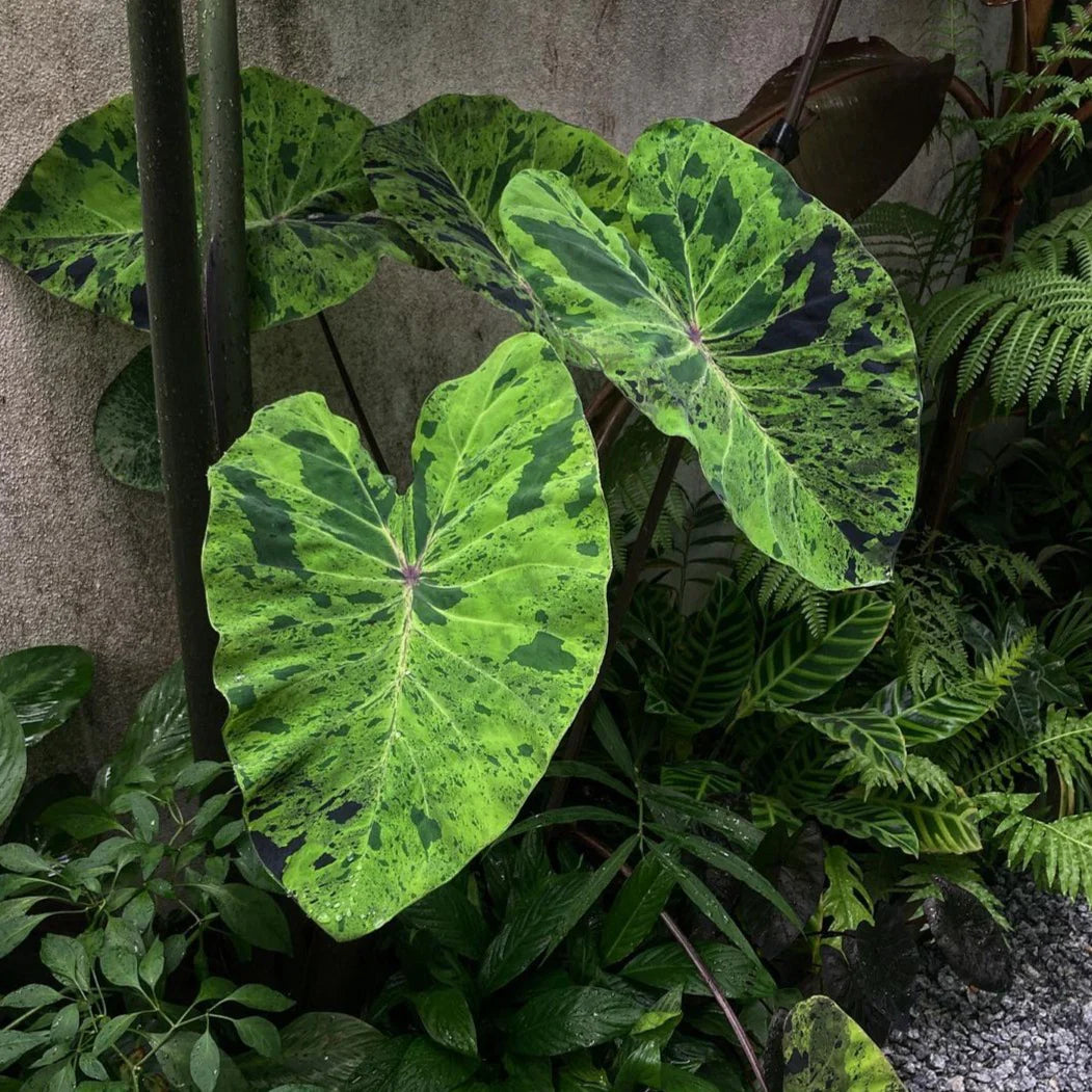 Elephant Ear Seeds - Mojito