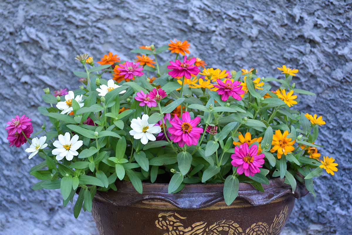 Zinnia Elegans Pumila Mix Flowering Seeds For Planting in home garden beds or planters