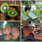 Alt Text: An Actinidia vine with green, red, and golden kiwifruit slices showing colorful flesh