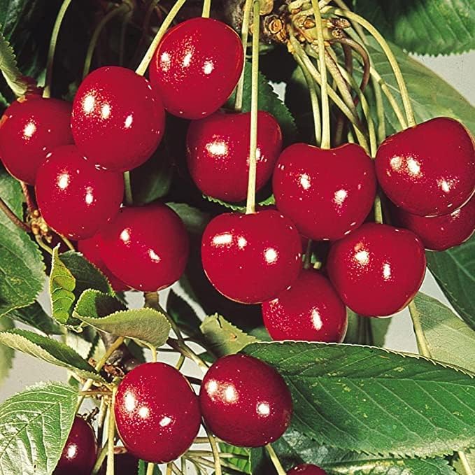 Ripe red, yellow, and blush colored Cherries on a branch with green leaves