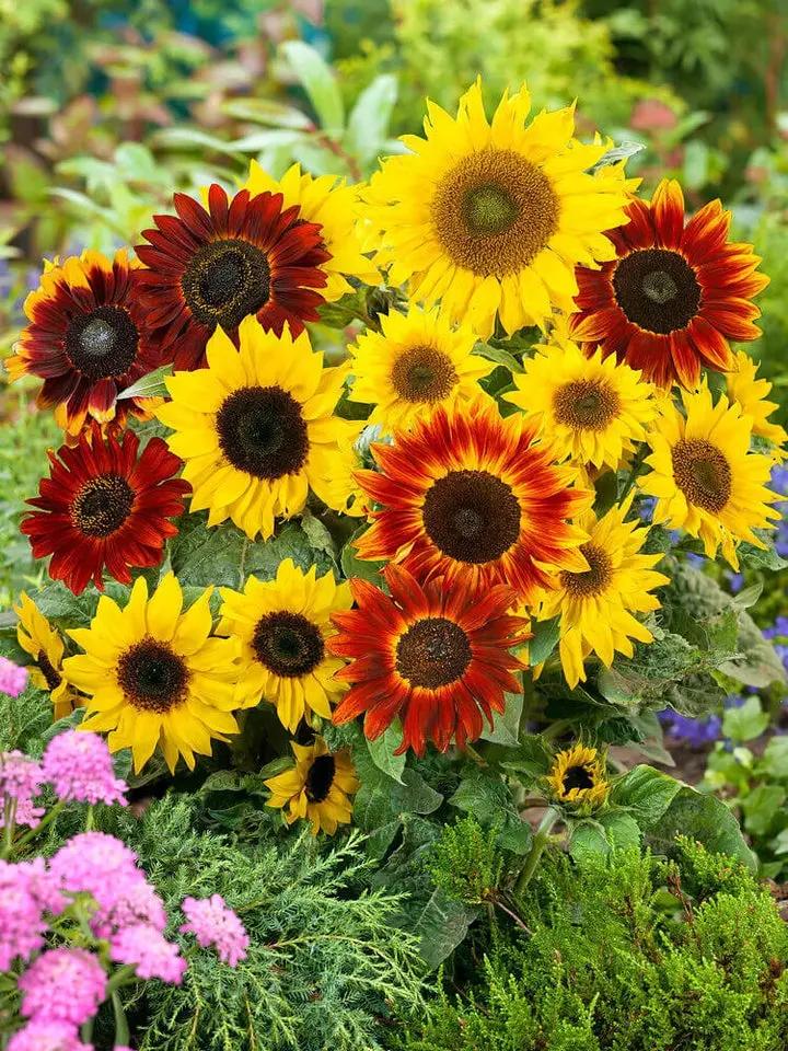 Heirloom Mixed Sunflower Seeds for Planting – Non-GMO, Colorful Flower Seeds for Vibrant Gardens Dhara Seeds