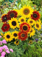 Heirloom Mixed Sunflower Seeds for Planting – Non-GMO, Colorful Flower Seeds for Vibrant Gardens Dhara Seeds