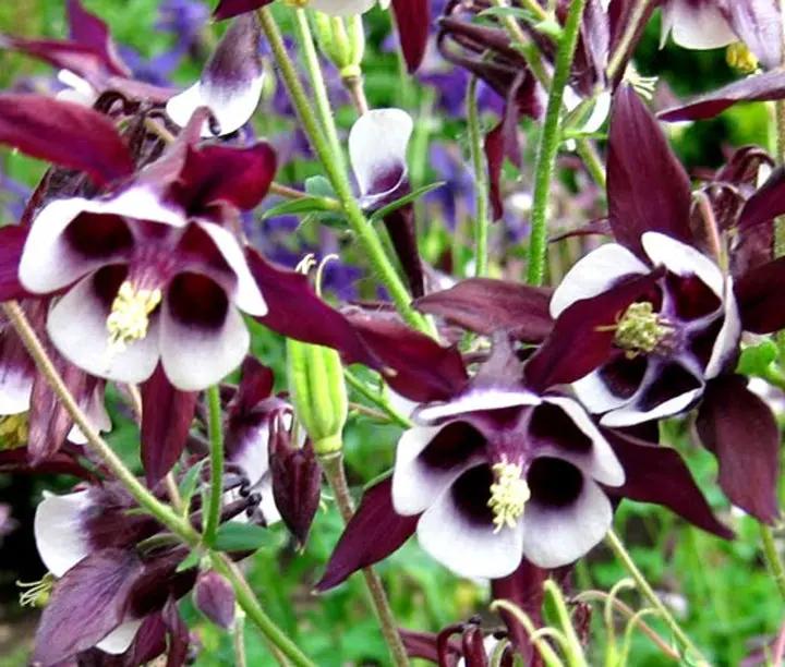 Purple White William Guiness Flower Seeds for Planting - NON GMO Seeds Dhara Seeds