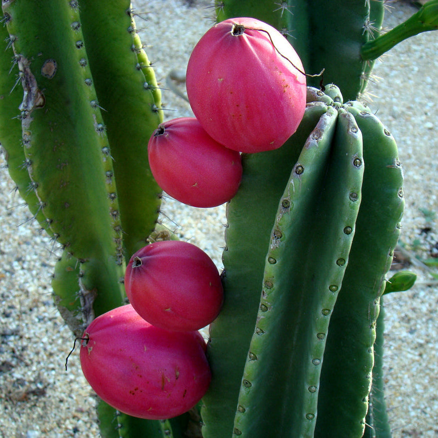 Tall, columnar Peruvian Apple Cactus in a large pot for indoor pots