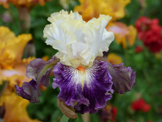 Comedy Tall Bearded Iris