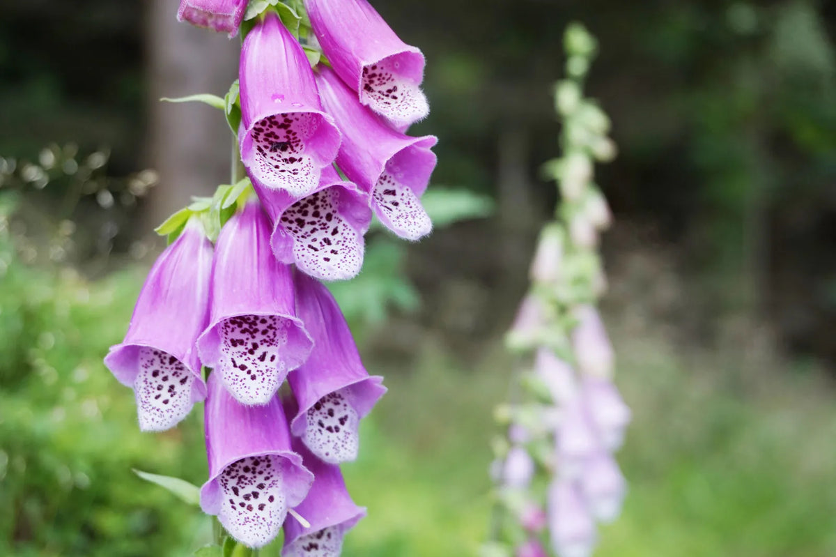 Foxglove Digitalis purpurea and Fritillaria imperialis flower seeds for planting in home garden beds