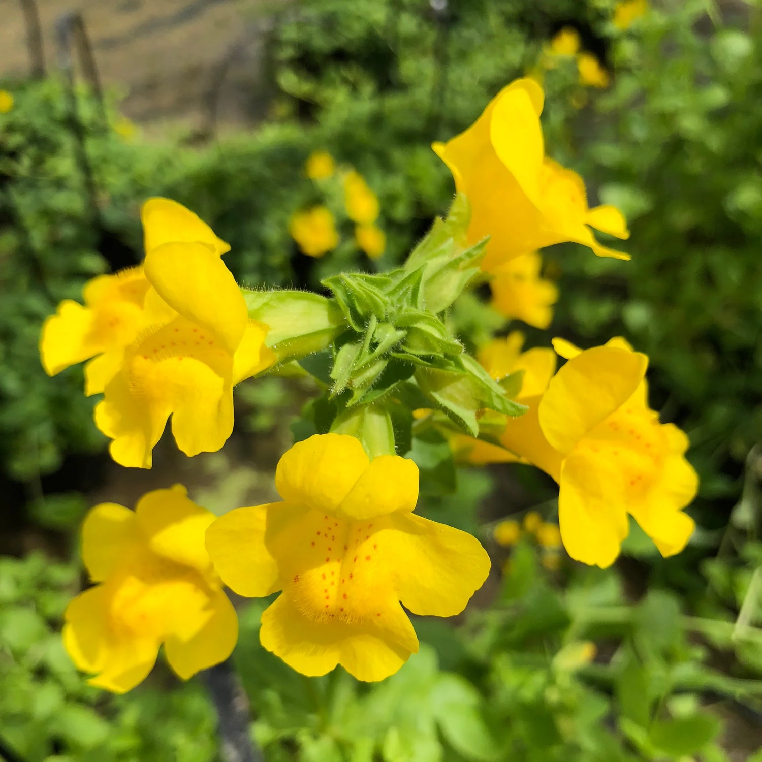 Common Monkey Flower Seeds