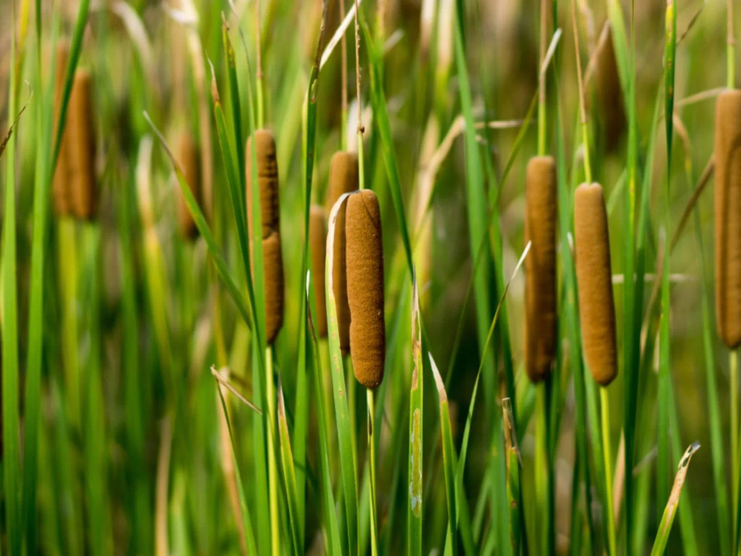 Mature Common Bulrush plants growing tall in a backyard pond