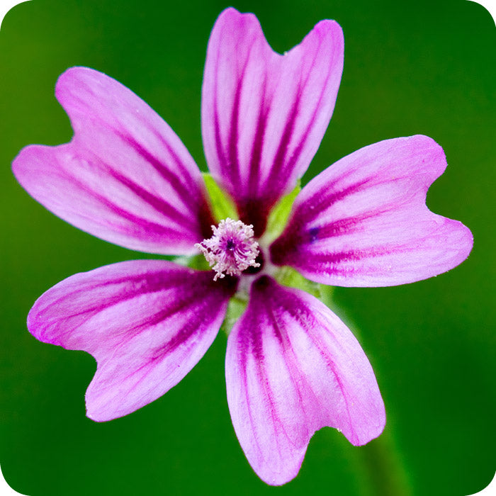 Pink Mallow Malva sylvestris flower seeds for backyard flower beds and borders