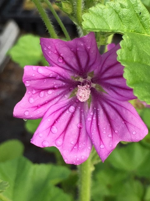 Pink Mallow Malva sylvestris flower seeds for backyard flower beds and borders