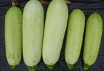Compact Vine With Vigorous Growth Squash For Sowing heirloom non-gmo organic garden seeds