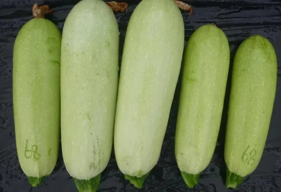 Compact Vine With Vigorous Growth Squash For Sowing heirloom non-gmo organic garden seeds