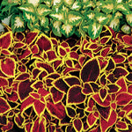 Compact Wizard Scarlet Coleus plant used as an indoor houseplant with bright foliage.