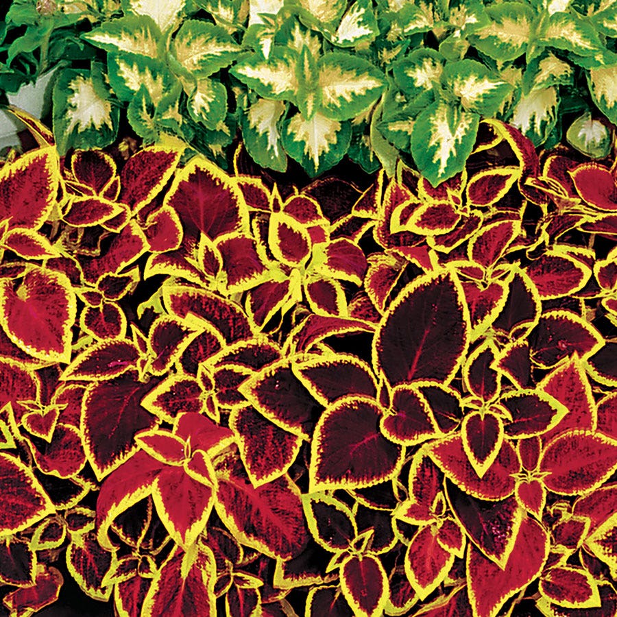 Compact Wizard Scarlet Coleus plant used as an indoor houseplant with bright foliage.