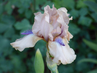 Concertina Intermediate Iris