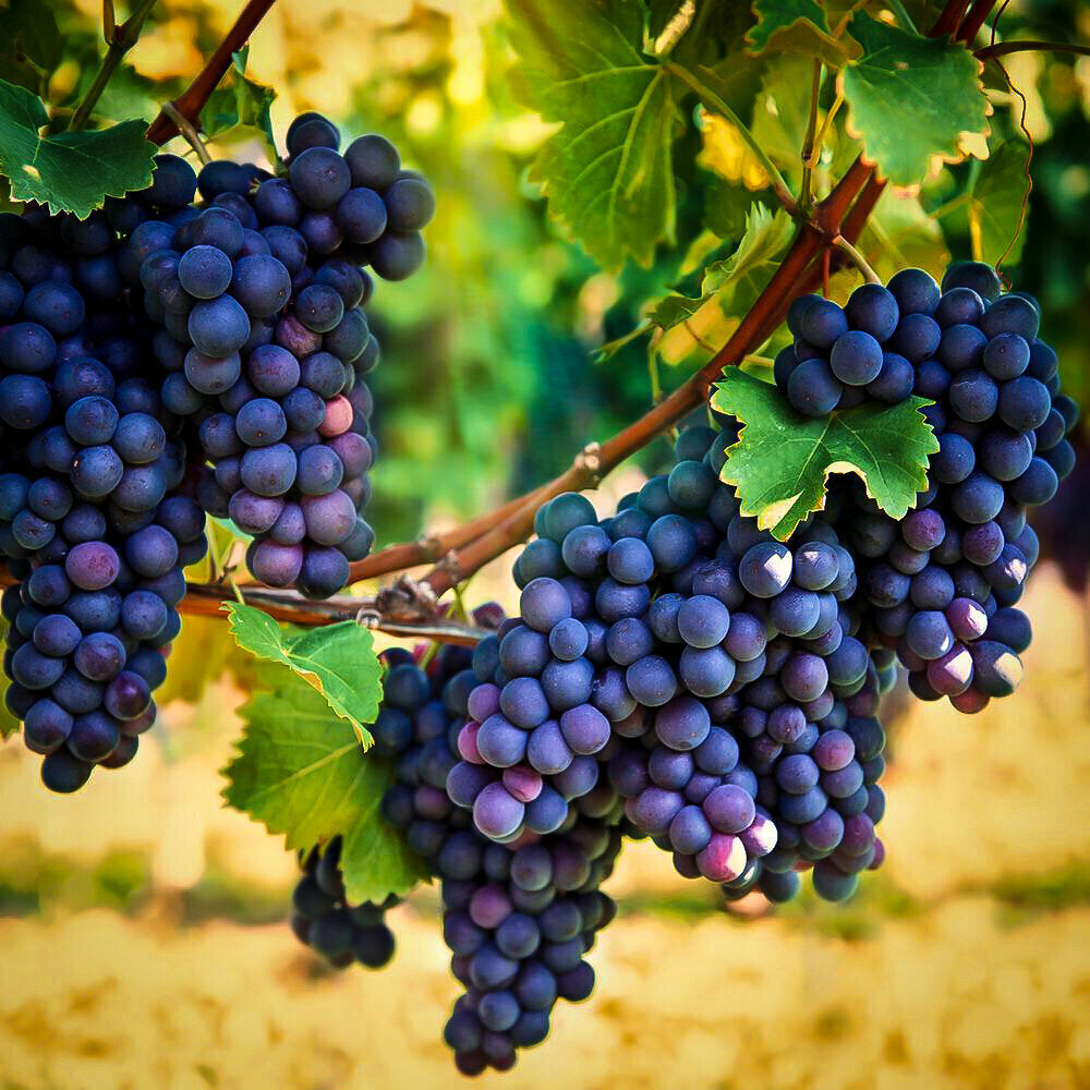 Concord Grape seeds packet Non-GMO for vineyard or garden planting