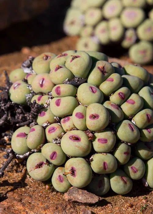 Pink Conophytum Plant Seeds Planting- for Unique and Ornamental Gardens – Fresh Herb for Your Garden